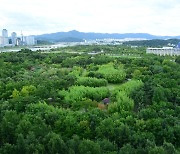 대전에 도시 숲 1천개 조성한다..'삶이 건강한 산소도시' 선포