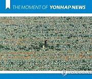[모멘트] 제주 양배추 수확 풍경