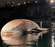 70t 초대형 고래 사체 발견..어린 고래들이 이끌었다