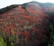 겨울 산을 붉게 물들인 이 나무는?