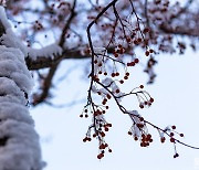 [포토친구] 눈 쌓인 겨울 열매
