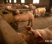 중국서 3개월 만에 아프리카 돼지열병 발생