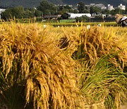 쌀 수입관세율 513% 공식 확정