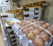 고병원성 AI에 마트·편의점 달걀 판매 제한.."사재기 방지"