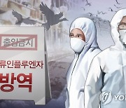춘천·원주서 야생조류 고병원성 AI 잇따라..방역 비상