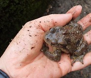 섬진강 두꺼비 산란 시작.."지구 온난화로 예년보다 빨라져"