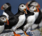 Puffin Rebound