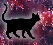 국내 첫 반려동물 코로나19 감염사례는 진주 국제기도원 고양이