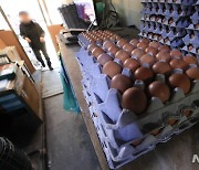 AI로 달걀 산지가격 전년 대비 45.8% 급등