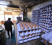 AI로 달걀 산지가격 전년 대비 45.8% 급등