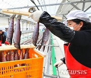 산천어 건조작업