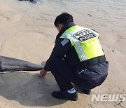 제주 해안가서 상괭이 사체 1구 발견..올해 12번째
