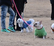 반려견과 산책