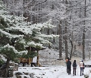 태백산국립공원 '설국'