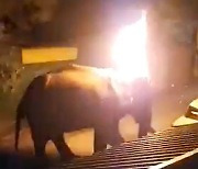 "미안해" 먹이찾던 코끼리, 사람이 던진 불덩이 맞고 하늘로 (영상)