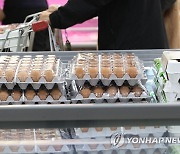 살처분한 산란계 1천만마리↑..달걀 산지가격 46% 급둥