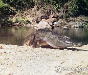 THAILAND WILDLIFE