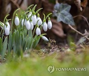 HUNGARY WEATHER SNOWDROP