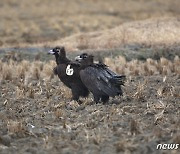몽골서 윙택 부착한 독수리, 서산시 천수만서 확인