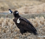 충남 서산에서 천연기념물 독수리 발견