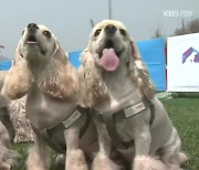 춘천시 '반려동물 산업' 선점 추진