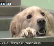 춘천시 '반려동물 산업' 선점 추진
