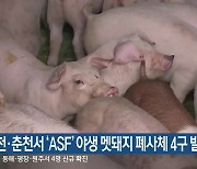 화천·춘천서 'ASF' 야생 멧돼지 폐사체 4구 발견
