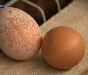 달걀값 급등에 소상공인 울상..미국산 계란 20톤 긴급 운송