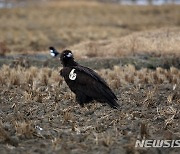 서산 천수만에서 몽골서 온 독수리 발견..꼬리표 달아