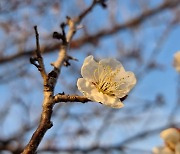 [사진] 봄 소식을 전하는 쌍산재 앞 매화