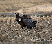 몽골서 서산으로 날아온 독수리