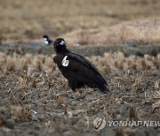 몽골서 서산으로 날아온 독수리