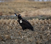 서산 천수만서 발견된 독수리 몽골서 날아와..날개꼬리표 확인