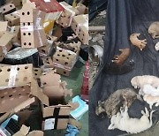 '반려동물 택배상자 판매'..중국서 잔인한 밀거래 논란