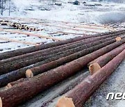 북한, 삼수림산사업소 통나무 생산 독려.."연간 계획 90% 달성"