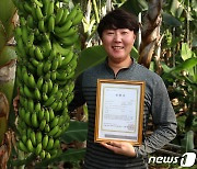 지리산 산청 바나나 국산 유일 유기농인증 획득