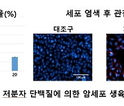 돌돔에서 대장암 최대 80% 억제물질 '저분자단백질' 개발..특허출원
