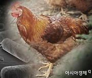 춘천 폐사체 야생 조류서 '고병원성 AI 검출' 농장 전파 초비상