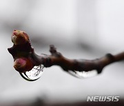 빗방울 맺힌 매화꽃망울