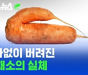 [스브스뉴스] 가차 없이 버려진 못생긴 채소의 실체