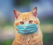 고양이·개에게도 코로나19 백신 접종 필요할까?