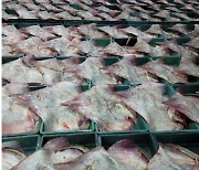 "흑산홍어 씨 마른다"..근해연승 등 어획량 제한 없어 남획