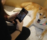 중국, 도심 유기견·길고양이 포획 '전염병 전파 방지'