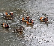 겨울비 아랑곳 안 하는 원앙