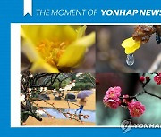 [모멘트] 봄을 재촉하는 꽃, 그리고 비