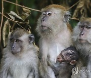 MALAYSIA ANIMALS MONKEYS