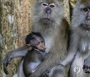 MALAYSIA ANIMALS MONKEYS