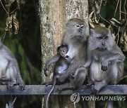 MALAYSIA ANIMALS MONKEYS