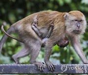 MALAYSIA ANIMALS MONKEYS