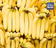 바나나 즐기면 복부 비만 등 대사 이상 25% 이상 감소